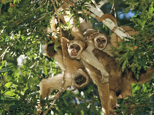 These Monkeys Are Using 'Accents' To Better Defend Their Territory : NPR