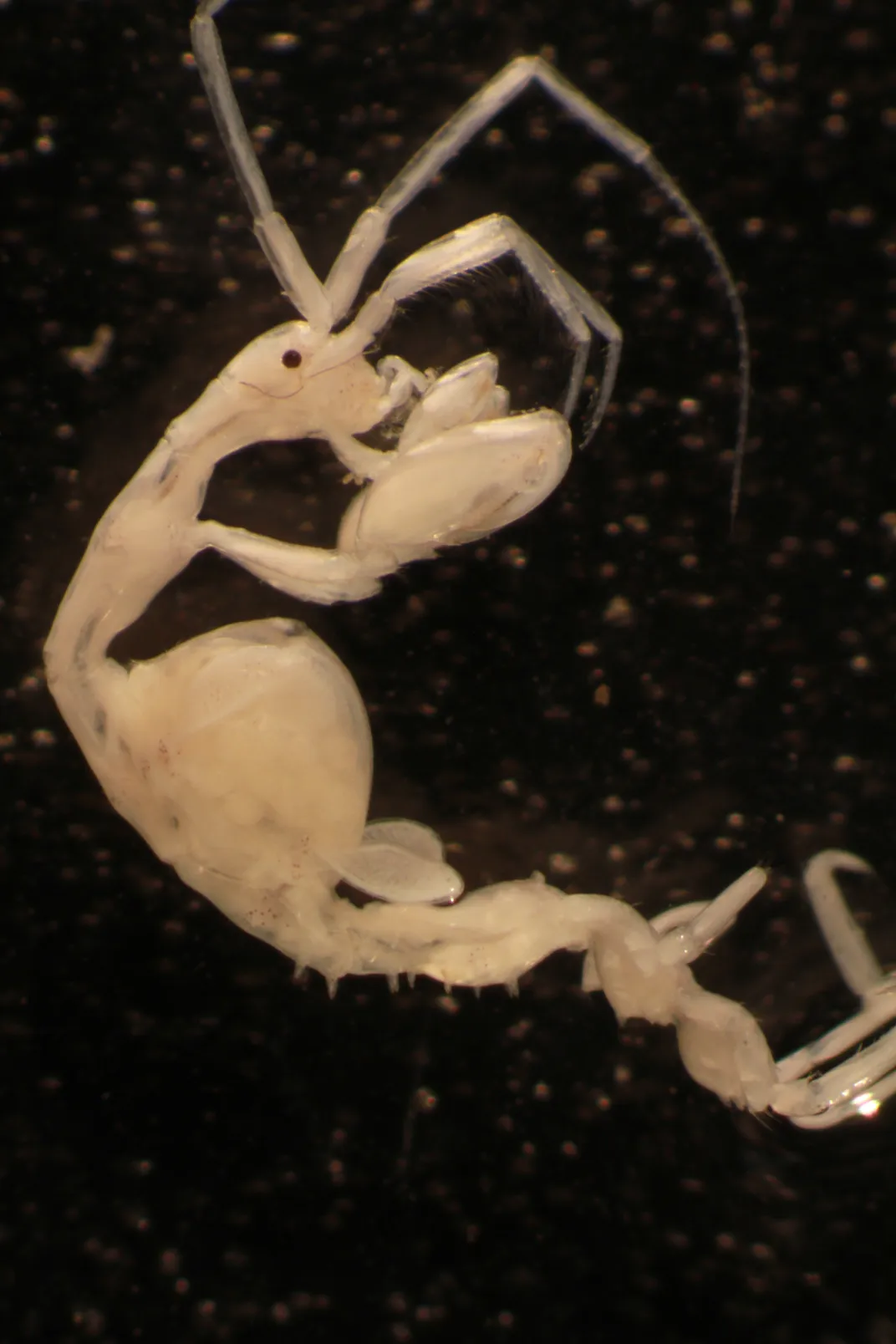 Long white shrimp on black background