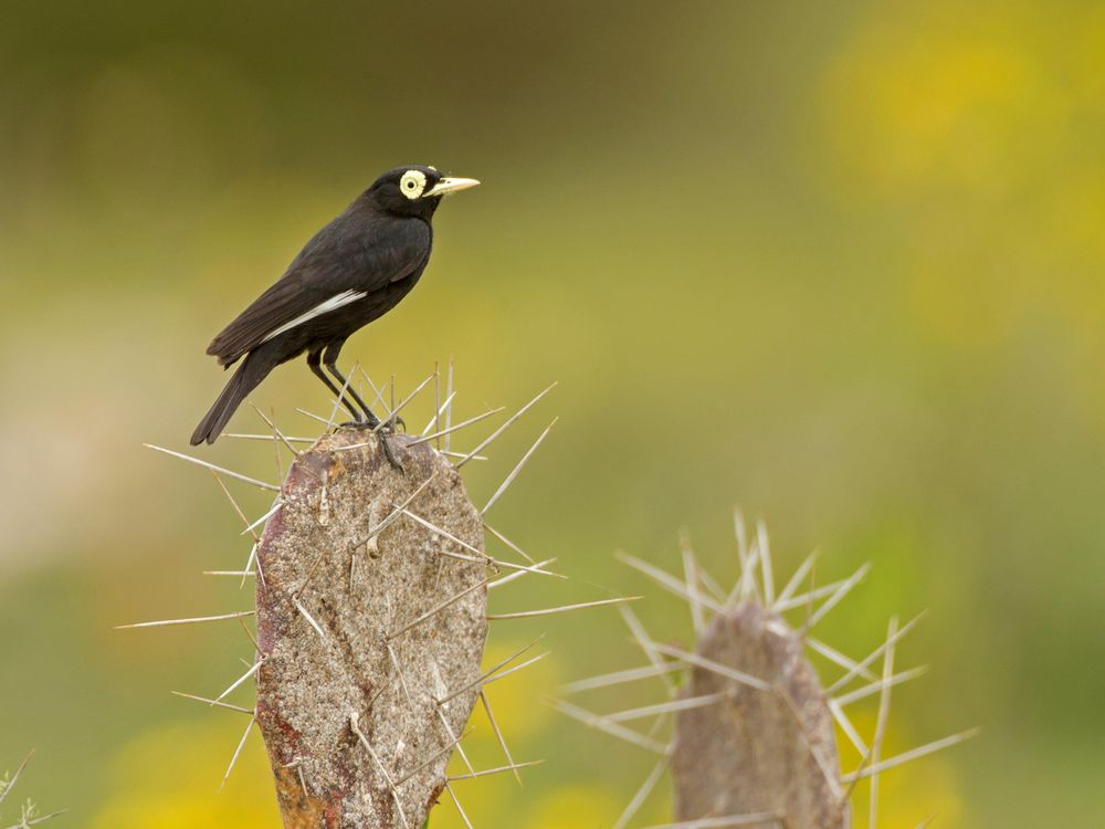 Earth’s Harshest Ecosystems May Birth New Species Fastest