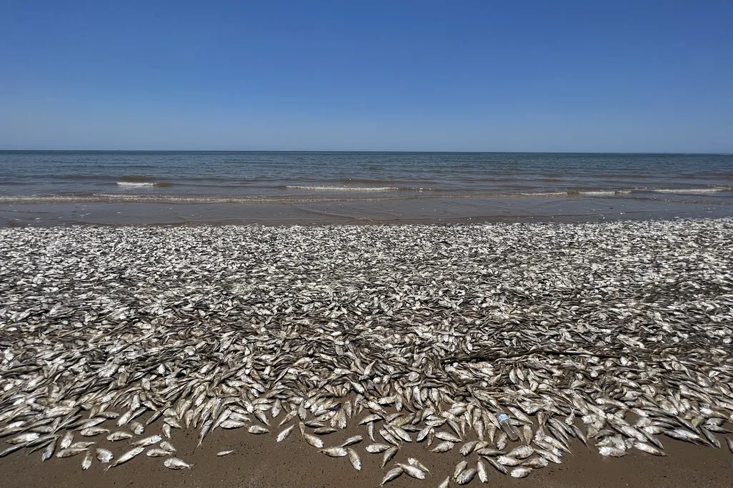Dead fish on beach