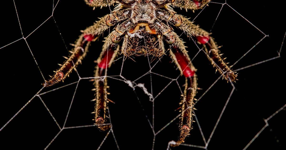 Does This Photograph Show a Park Covered with Spider Webs?