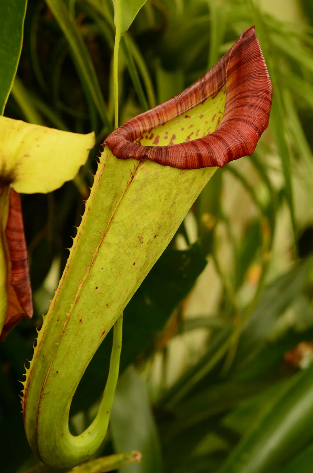 North American pitcher plant