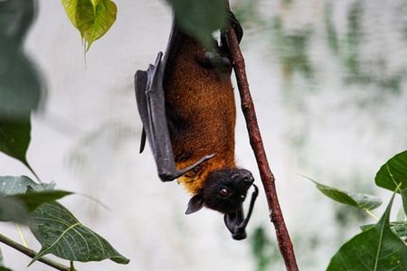 A bat hangs upside-down on a thin branch during the day. Green leaves line the frame of the photo.