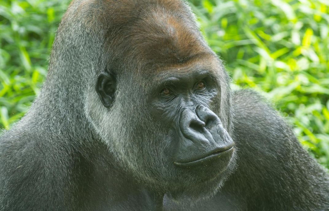 A close-up of the face of a large male silverback western lowland gorilla