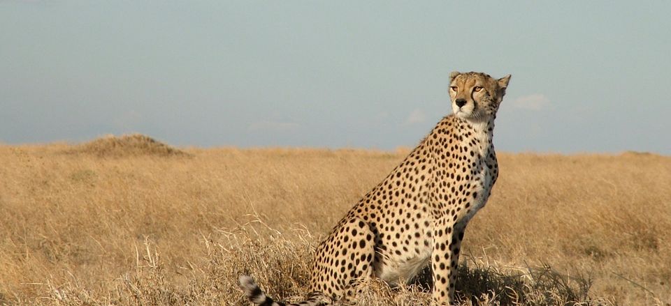  A lone cheetah looks out over the savanna.  