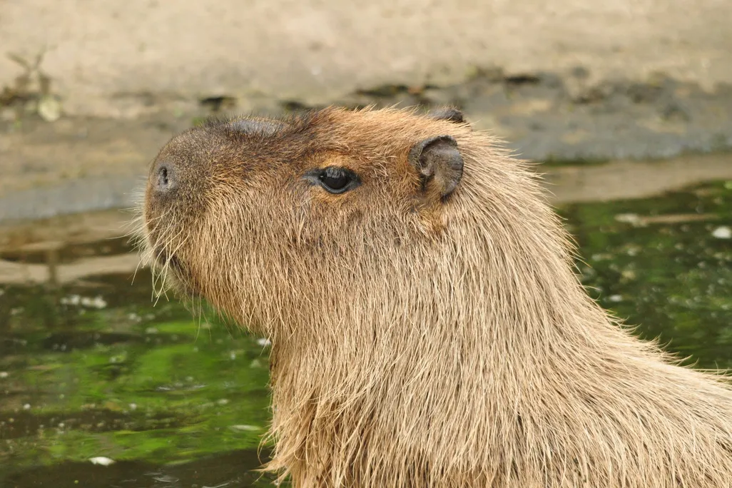 Cinnamon the Capybara