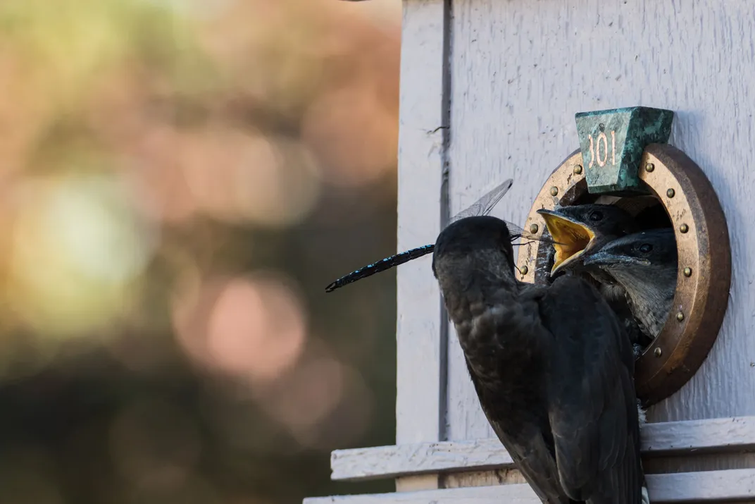 a purple martin feeds a winged insect to its offspring at the entry hole of a nest box