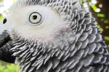 A new study reveals that the African grey parrot is capable of abstract reasoning.