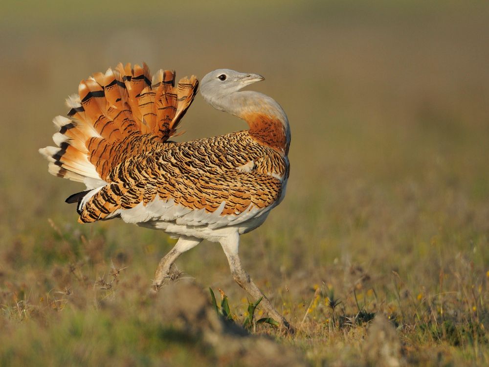 bustard