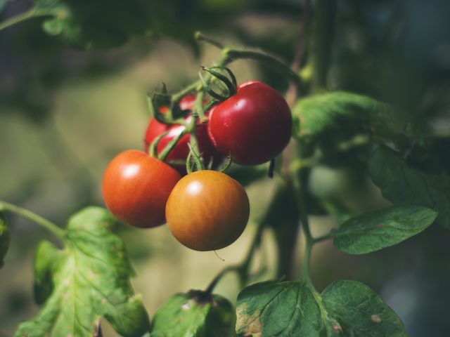 Current experiments are focused on tomatoes, lettuce and other small-scale crops, with hopes to extend to high-calorie crops like grains and sweet potatoes in the future.&nbsp;