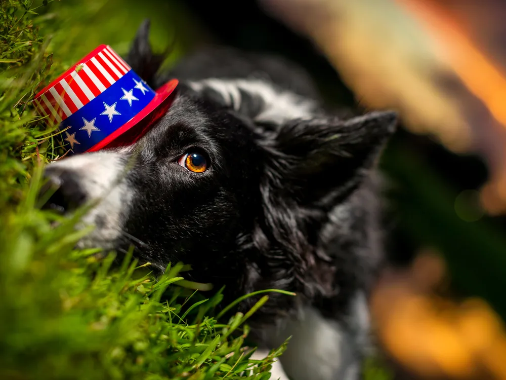 Uncle Sam Border Collie