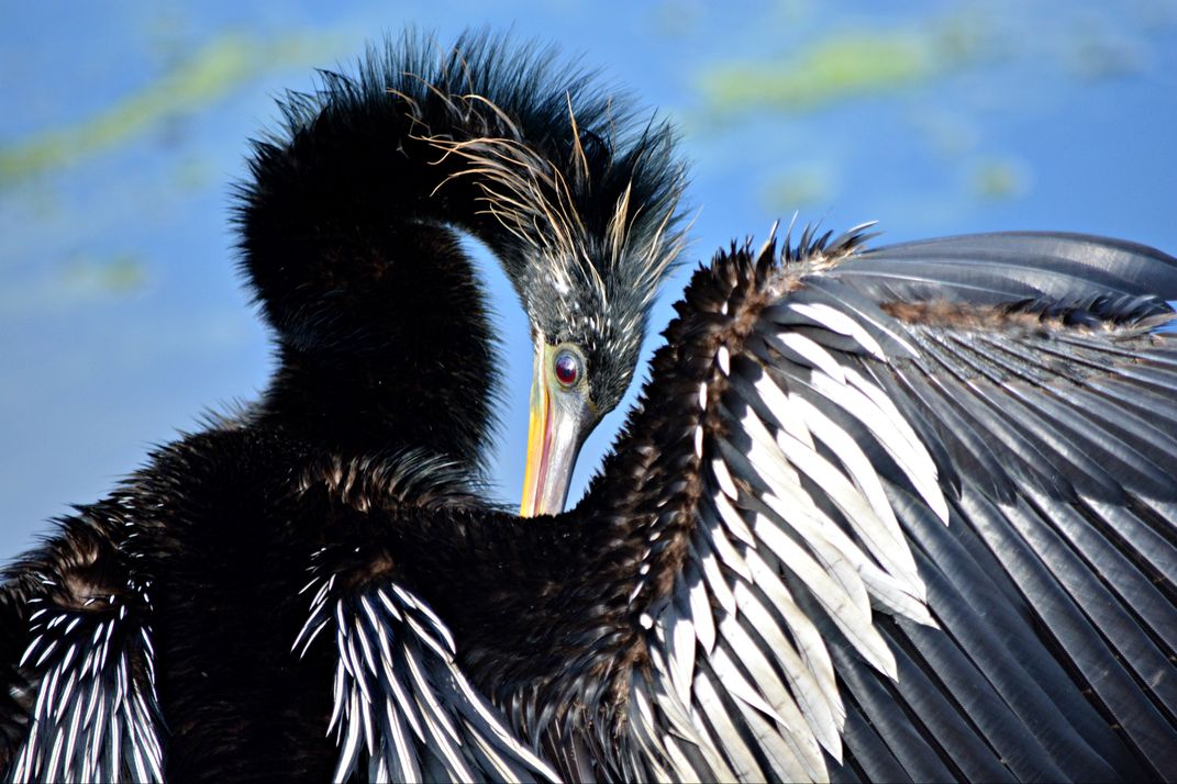 Anhinga drying out at the nature reserve. | Smithsonian Photo Contest ...