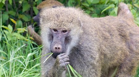 The 3.5-million-year-old Australopithecus bahrelghazali from Chad probably ate grass, just like the modern baboons seen here do.