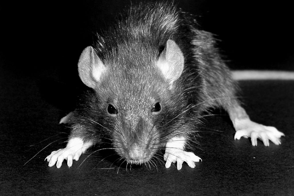 rats with bubonic plague in madagascar