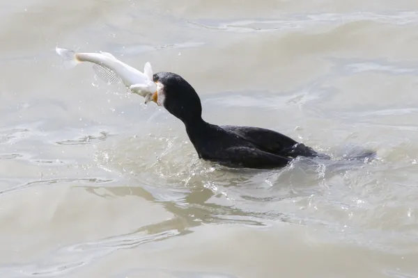 Great Cormorant eating fish  #1 thumbnail