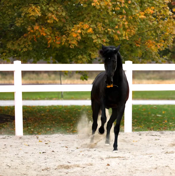 Halloween Desejo thumbnail