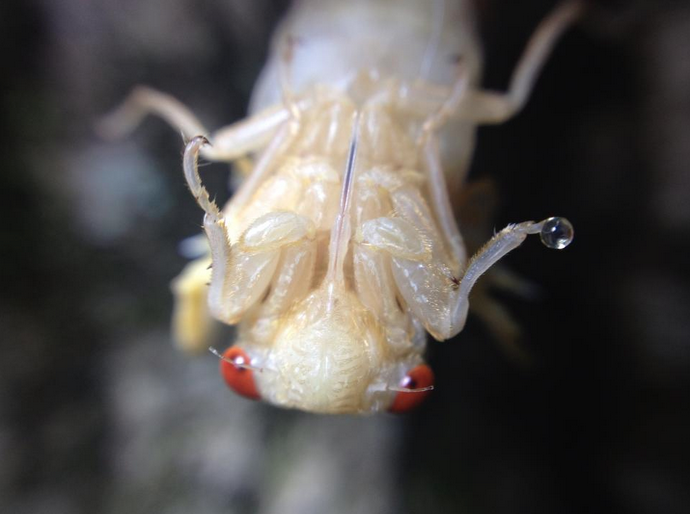 cicada emerging from shell after underground struggle | Smithsonian ...