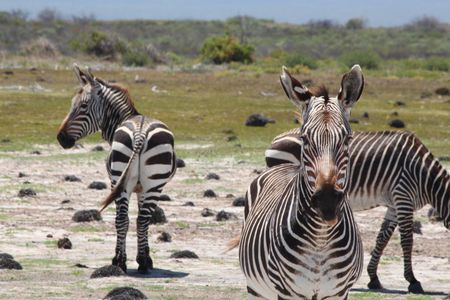 Simply by pooping, the once-endangered cape zebra helps researchers measure its health and well-being.
