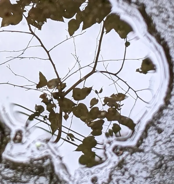 In a Puddle was a Masked Cat with an Umbrella of  Leaves thumbnail