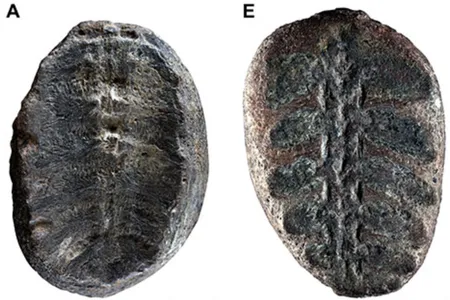 Two fossilized specimens, each less than 2.5 inches in length, were originally thought to be plants. Now, scientists say they are preserved hatchling turtles.