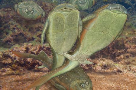 An artist's impression of an antiarch mating scene.
