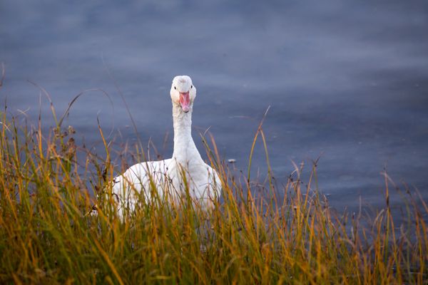 Snow goose with grass hanging from beak standing in shallow water thumbnail