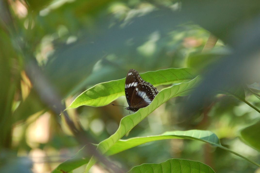 Butterfly in Thailand Smithsonian Photo Contest Smithsonian Magazine