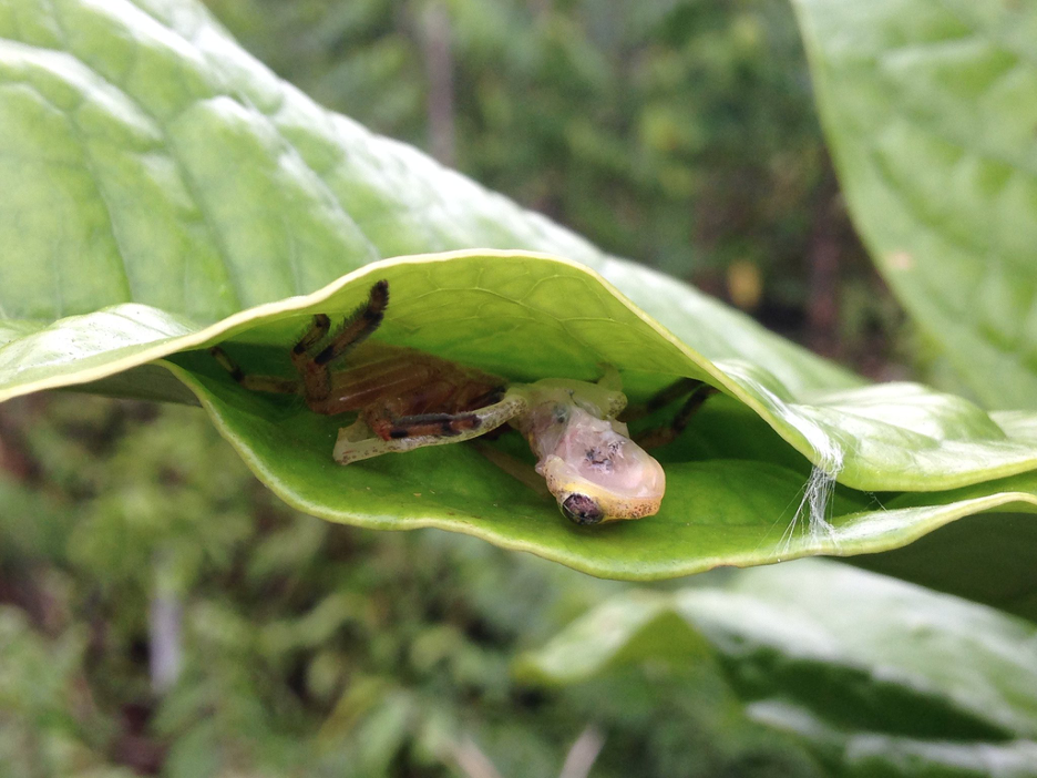 An image showing two leaves bound together like a pocket. Inside, a spider lurks behind into dinner, a small dead frog