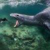 A Penguin Faces Death by Leopard Seal in Jaw-Dropping Grand Prize Image icon