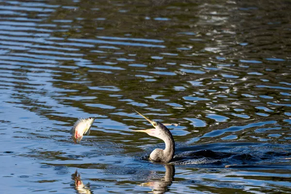 Escape Artist thumbnail