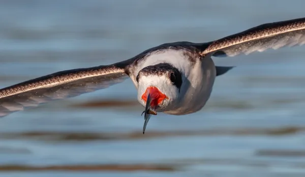 Black Skimmer with Fish thumbnail