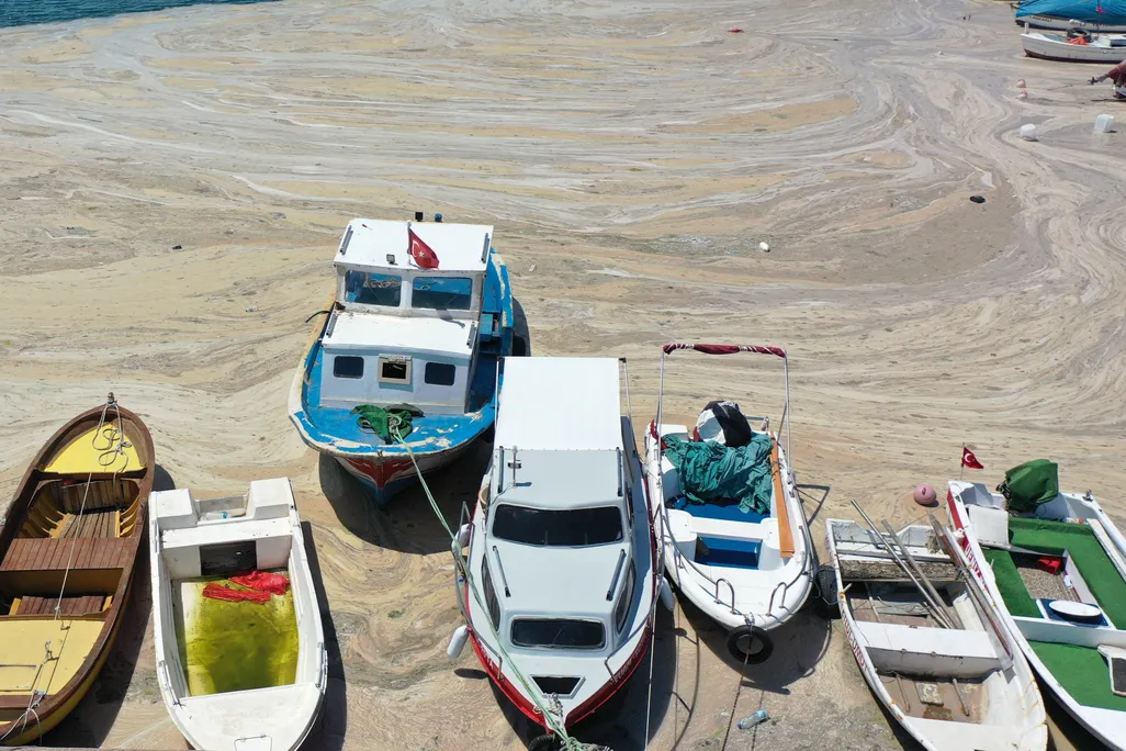 Seven boats tied to a dock are floating on a layer of brown mucus that floats on the ocean surface