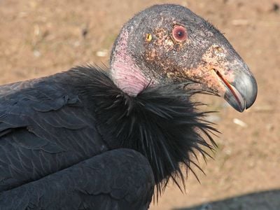 California condors are the largest birds in North America.
