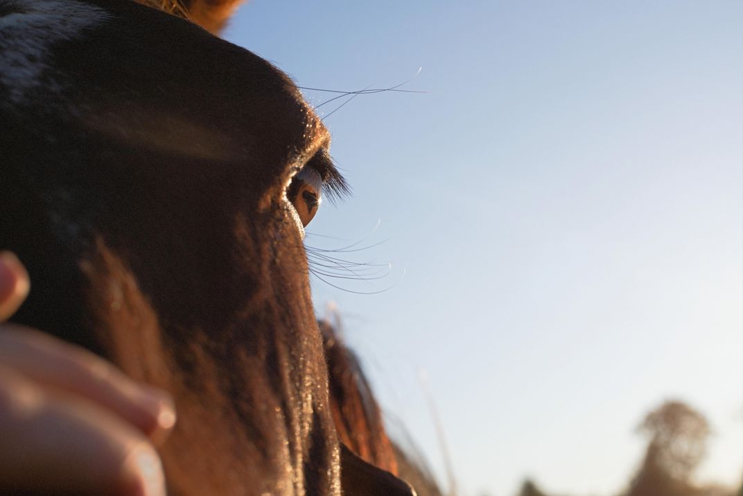 The photographer pets a retired racehorse while photographing at Old Friends farm.