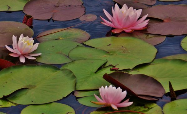 Redington Lake Water Lilies thumbnail