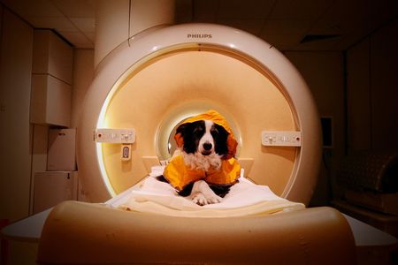 The researchers trained pet dogs to sit still during an MRI scan.