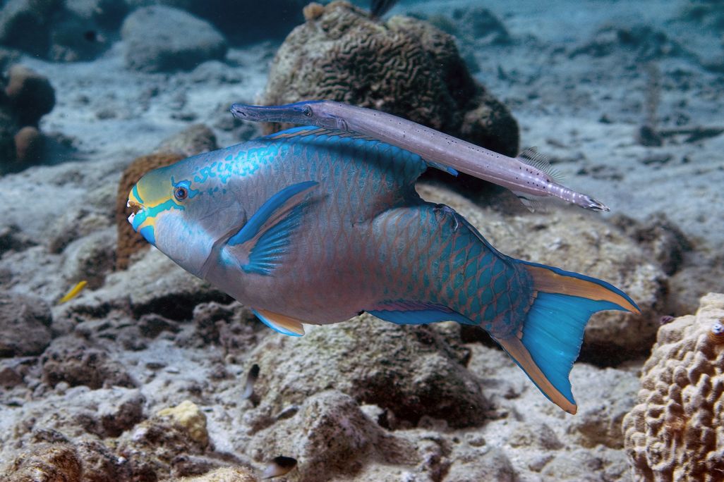 A long and thin trumpetfish swims over the back of a wider and more colorful parrotfish near some corals
