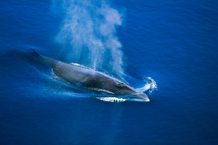 An Antarctic minke whale, the animal Japanese whaling vessels target
