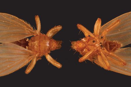An orange-colored fly, as seen from above and below