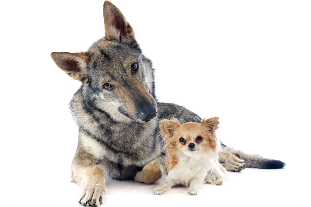 Czechoslovakian wolfdog and chihuahua
