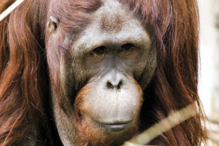 Some animals at the National Zoo detected the east coast earthquake before it hit.