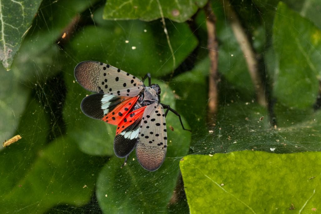 A spotted lanternfly sits among leaves, its front wings brown with black spots and its back wings white, black, and red with black spots
