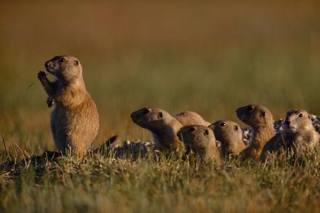 A prairie dog group scans for predators in South Dakota. 