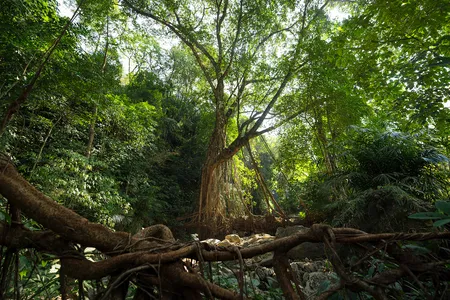 A young living root bridge, barely a decade old, is seen from the deck of a much older root bridge on the same riverbed. Five months after I shot this photograph, monsoon rains triggered a landslide that sent boulders crashing into the younger bridge. It absorbed the impact and shielded the older bridge downstream.