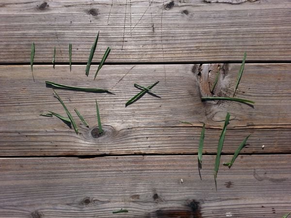 A 5th-grade second language girl poses a fraction multiplication problem with grass. thumbnail
