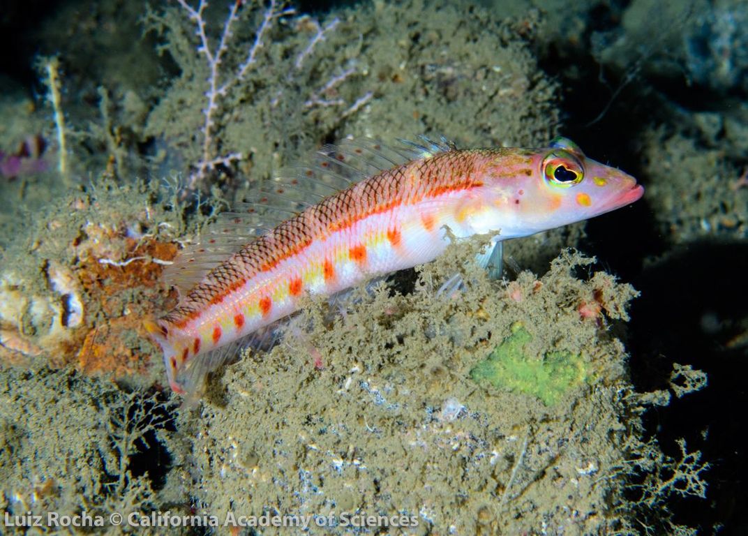 Illuminating the Ocean’s Teeming Twilight Zone, Before It Disappears 