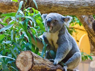 Koalas eat 200 to 500 grams of eucalyptus a day. So when all shipping routes go down, what's an animal nutritionist to do? 