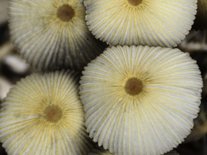 Japanese umbrella mushrooms Smithsonian Photo Contest Smithsonian