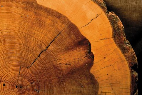 tree ring