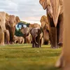 A Herd of Life-Size Elephant Sculptures Is Marching Across America icon